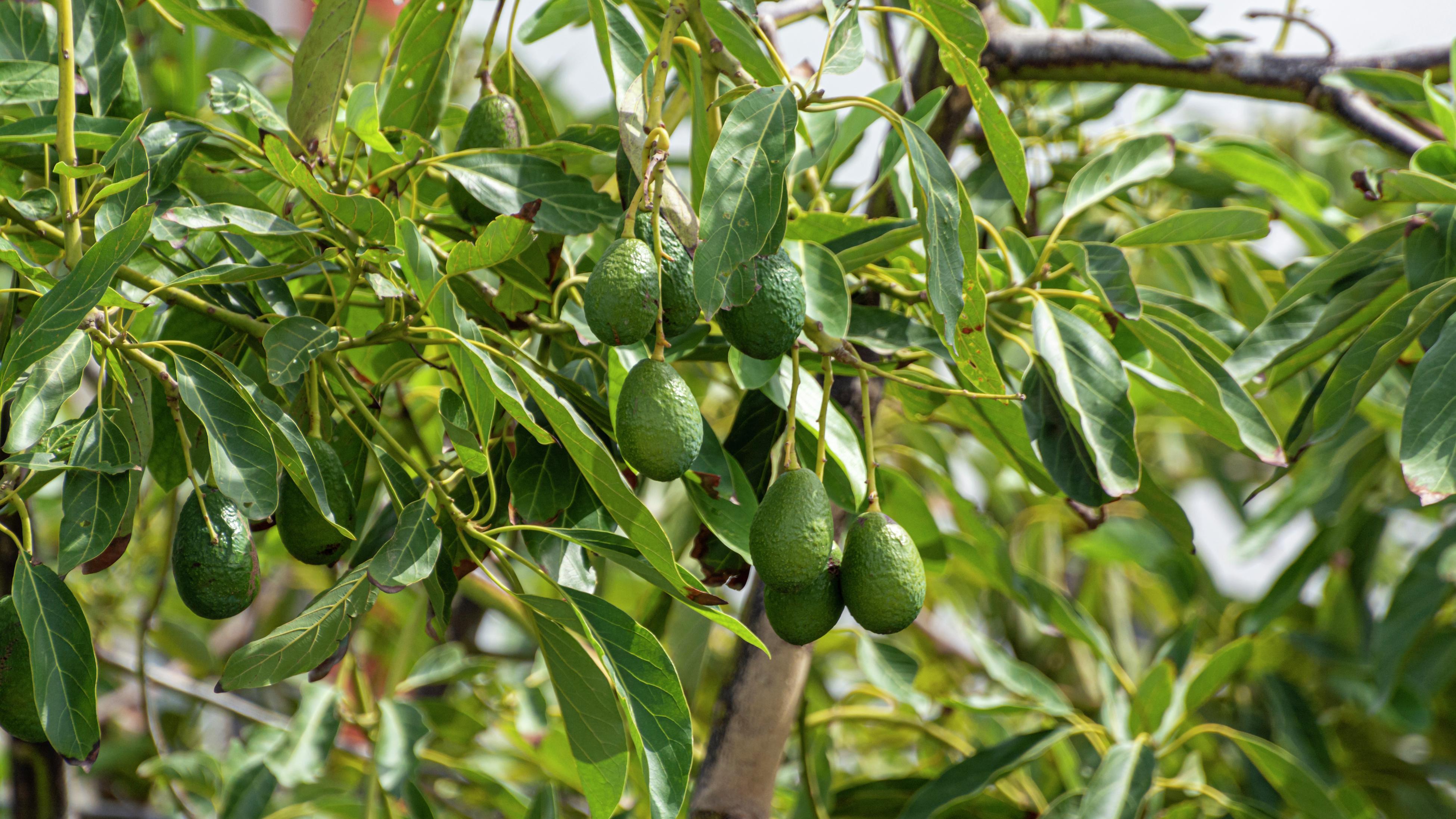 Raglan Avocado Farm